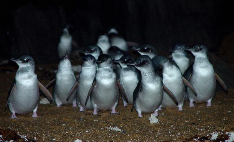 Low Head Penguin Tour Tasmania Australia